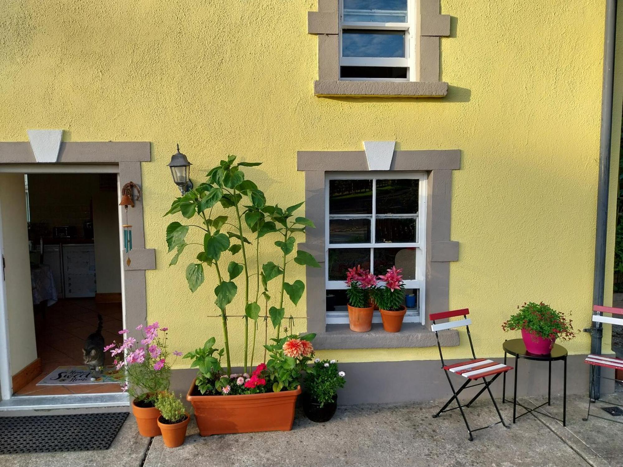 Felicity Cottage Kiltegan Dış mekan fotoğraf